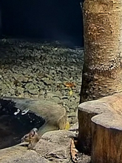livebirdspoland_3e48104b1224e07fd2658388263aab48.jpg