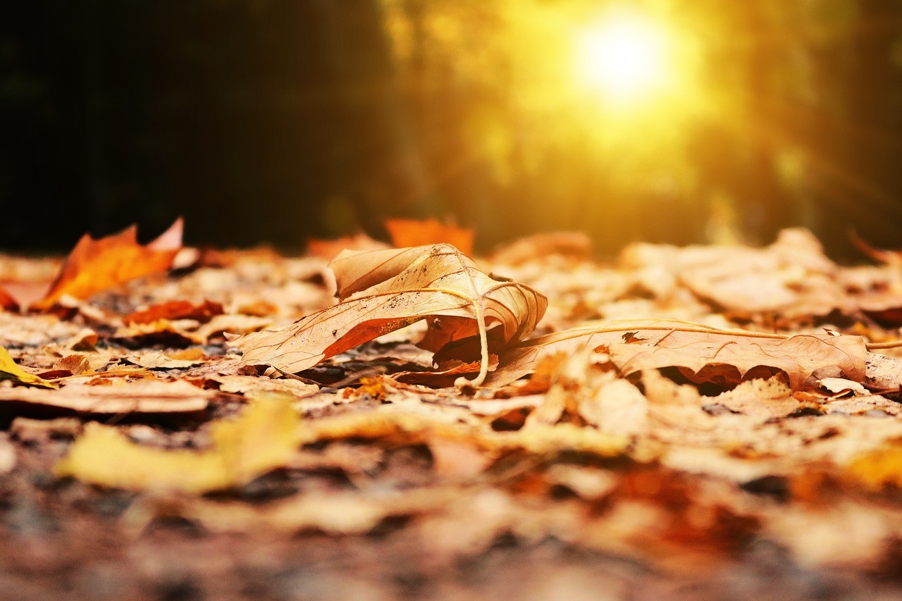 livebirdspoland_78a35ba3555708e0e58ddd805f19a762.jpg