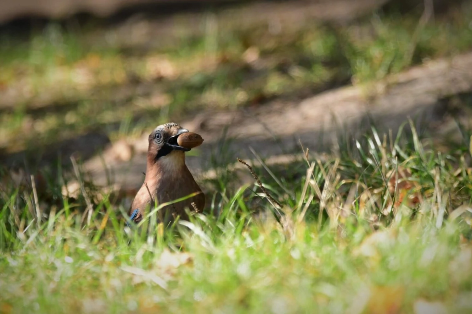 livebirdspoland_8e5d2b34c4102787c1b4596e7ca2e0a6.png
