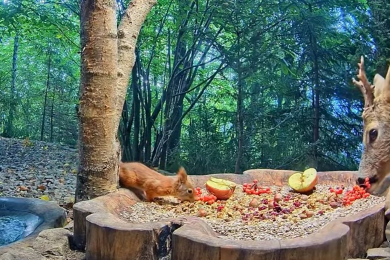 livebirdspoland_c2c082da209e807b6392f6f41049d867.jpg