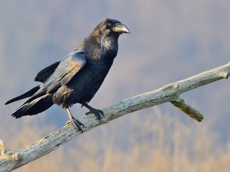 livebirdspoland_dff3330f06543a01f66b82198c675d8d.png