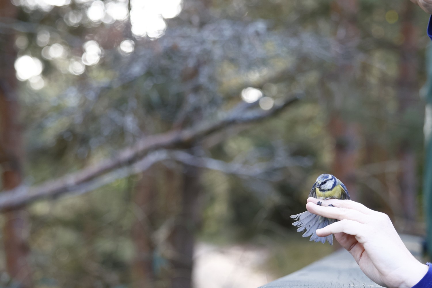livebirdspoland_12e901d3225eeb28cfe003106a057959.jpg