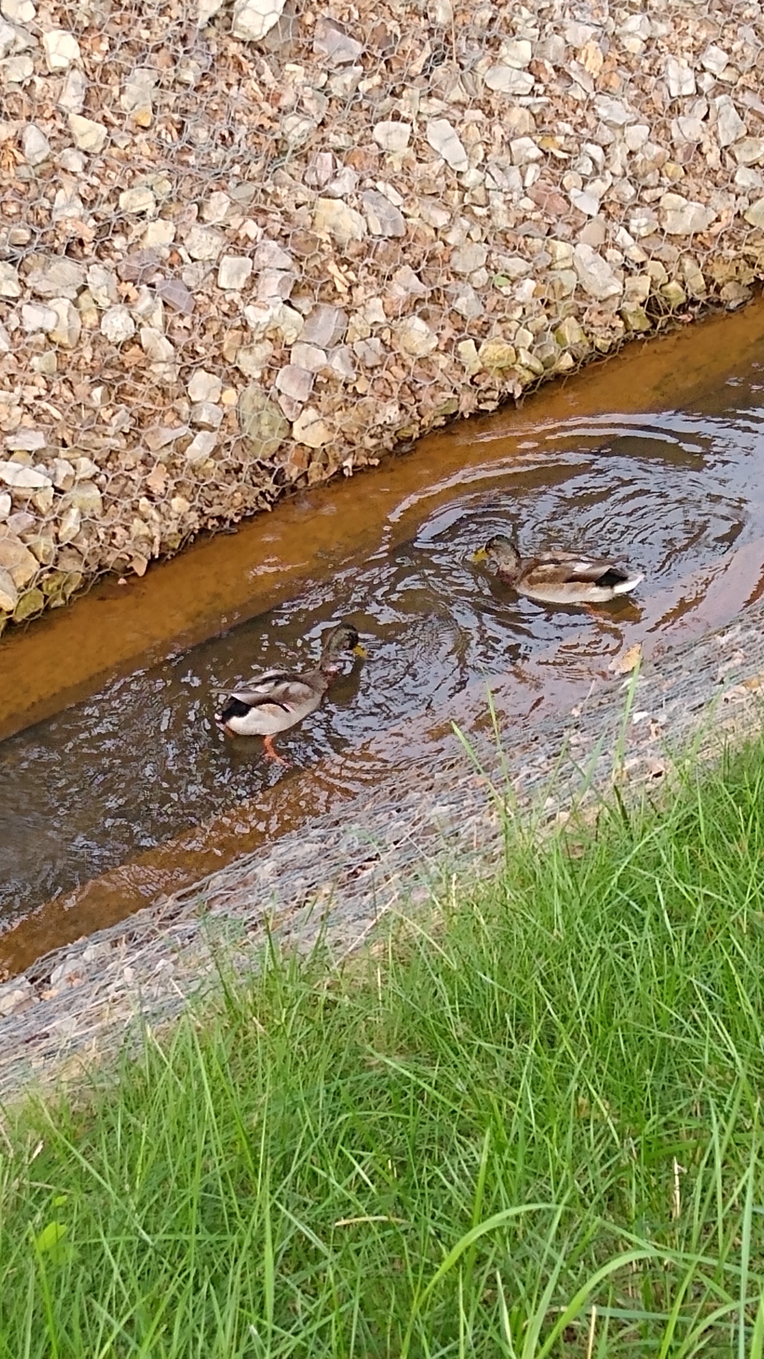 livebirdspoland_6f9717ac47f258b2e74418e30cdeafef.jpg