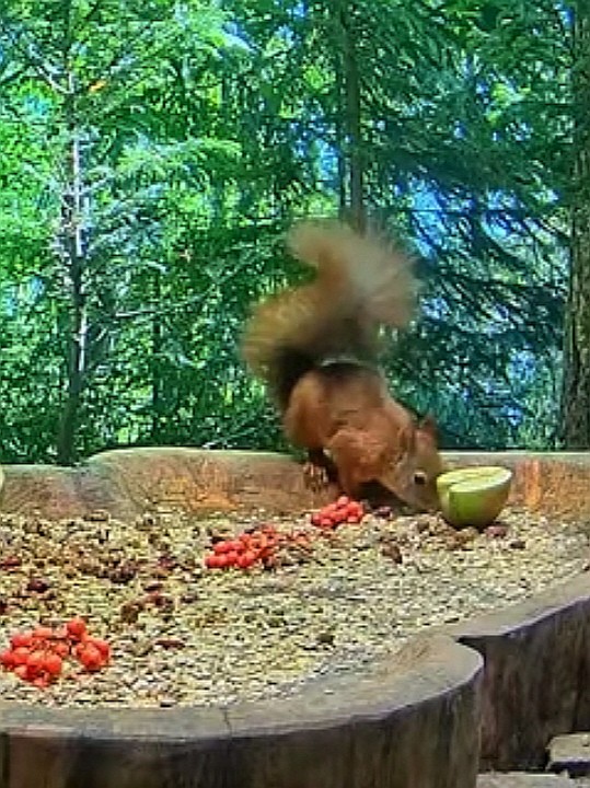livebirdspoland_b905819c16d38566d5b8f5a6cc11d957.jpg