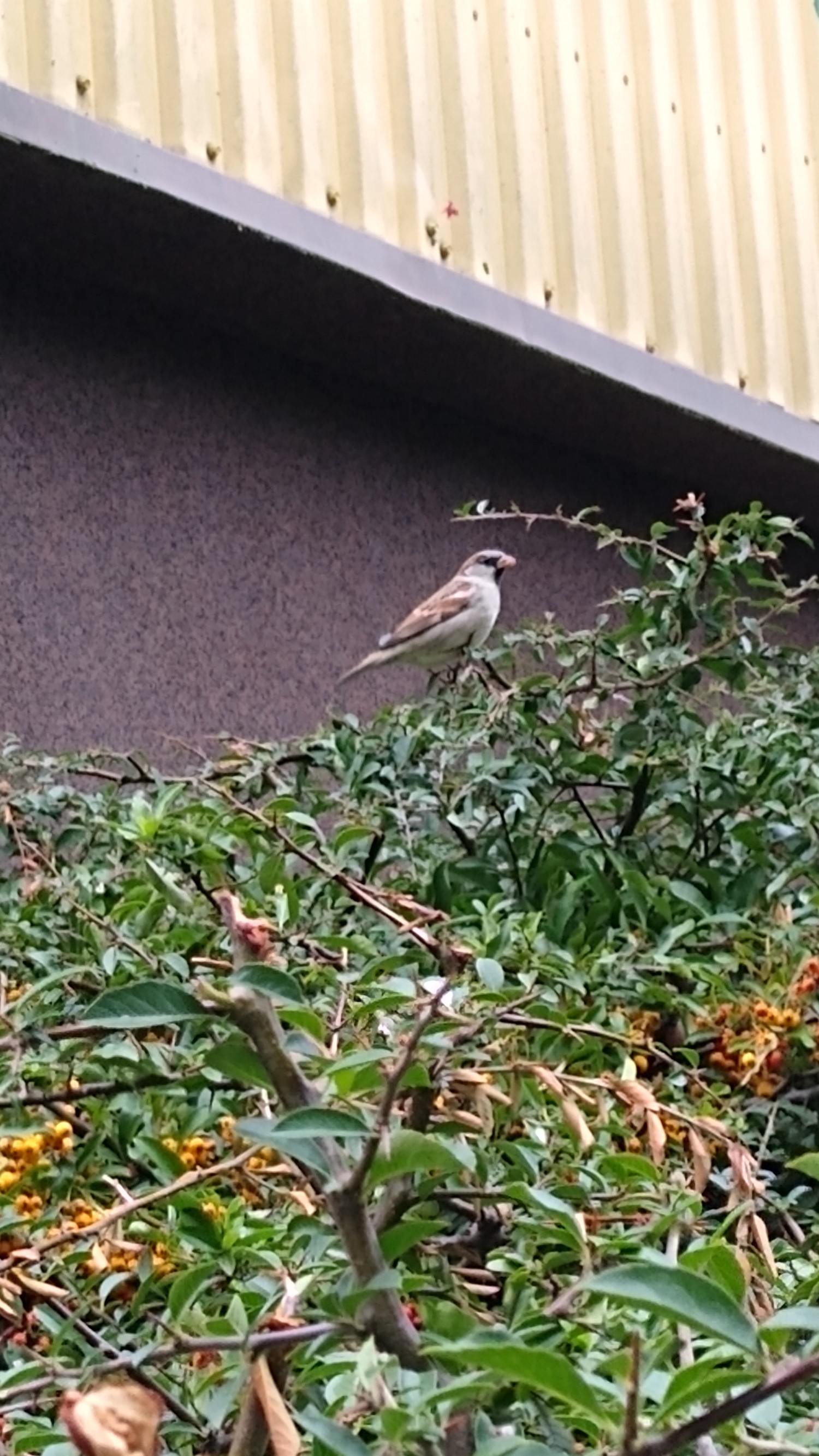 livebirdspoland_52591dd7b646227c2053a2f8650c6016.jpg