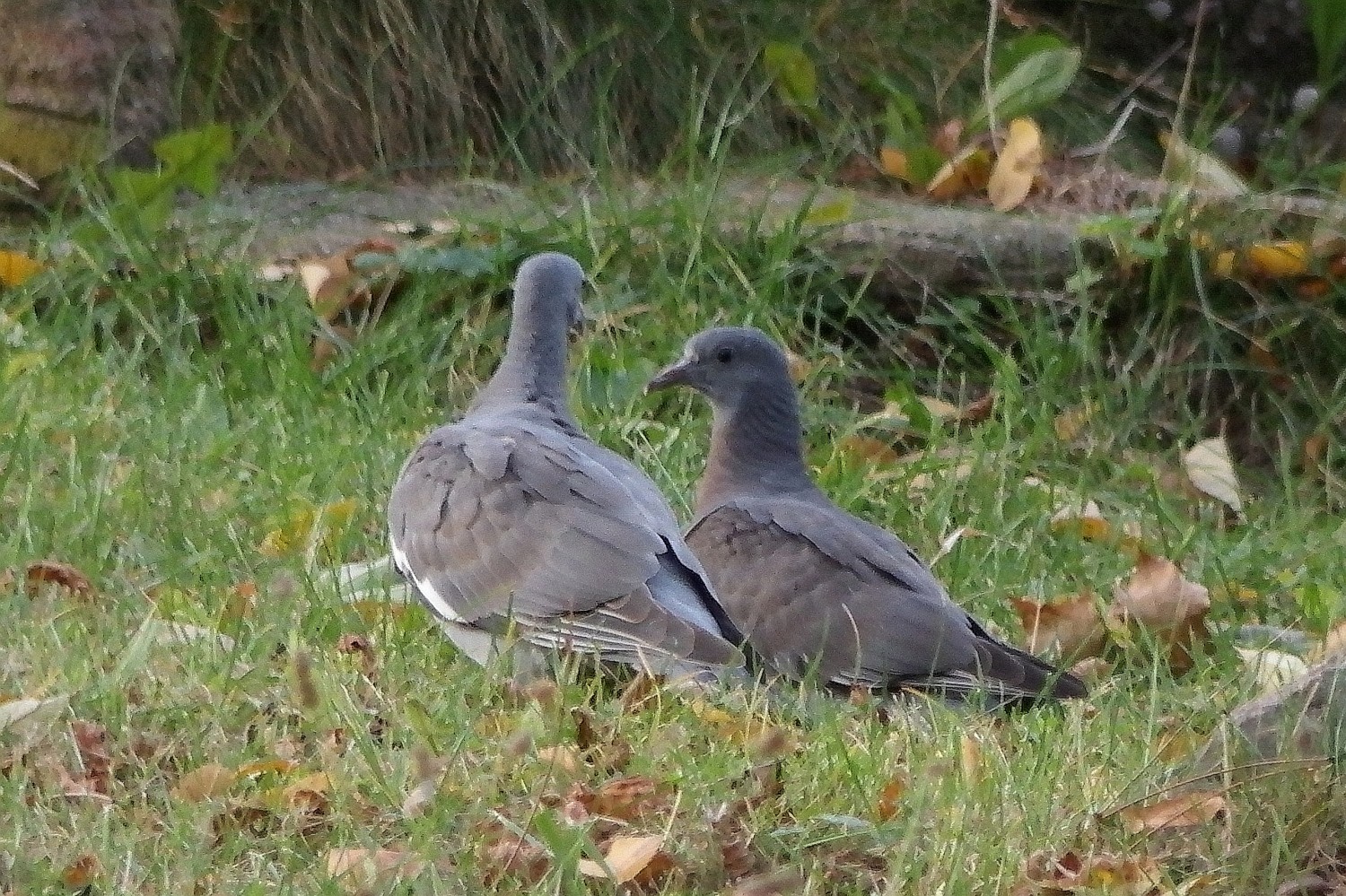 livebirdspoland_f4b6f4f94bada0277acb091667f8ea78.jpg