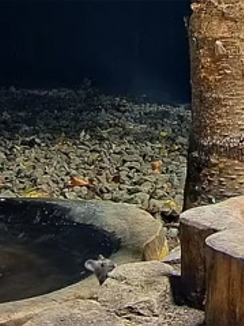 livebirdspoland_7abad31d6f2c6539d7e1722e09b67e5c.jpg