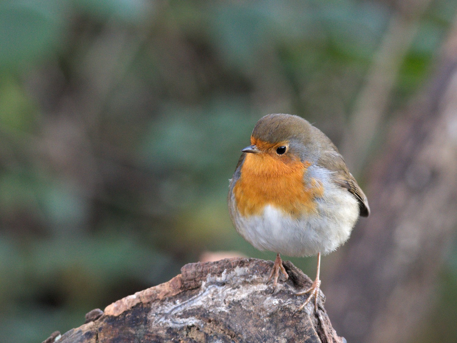 livebirdspoland_b63f8a2d553dff2e59a684cca4af4672.jpg