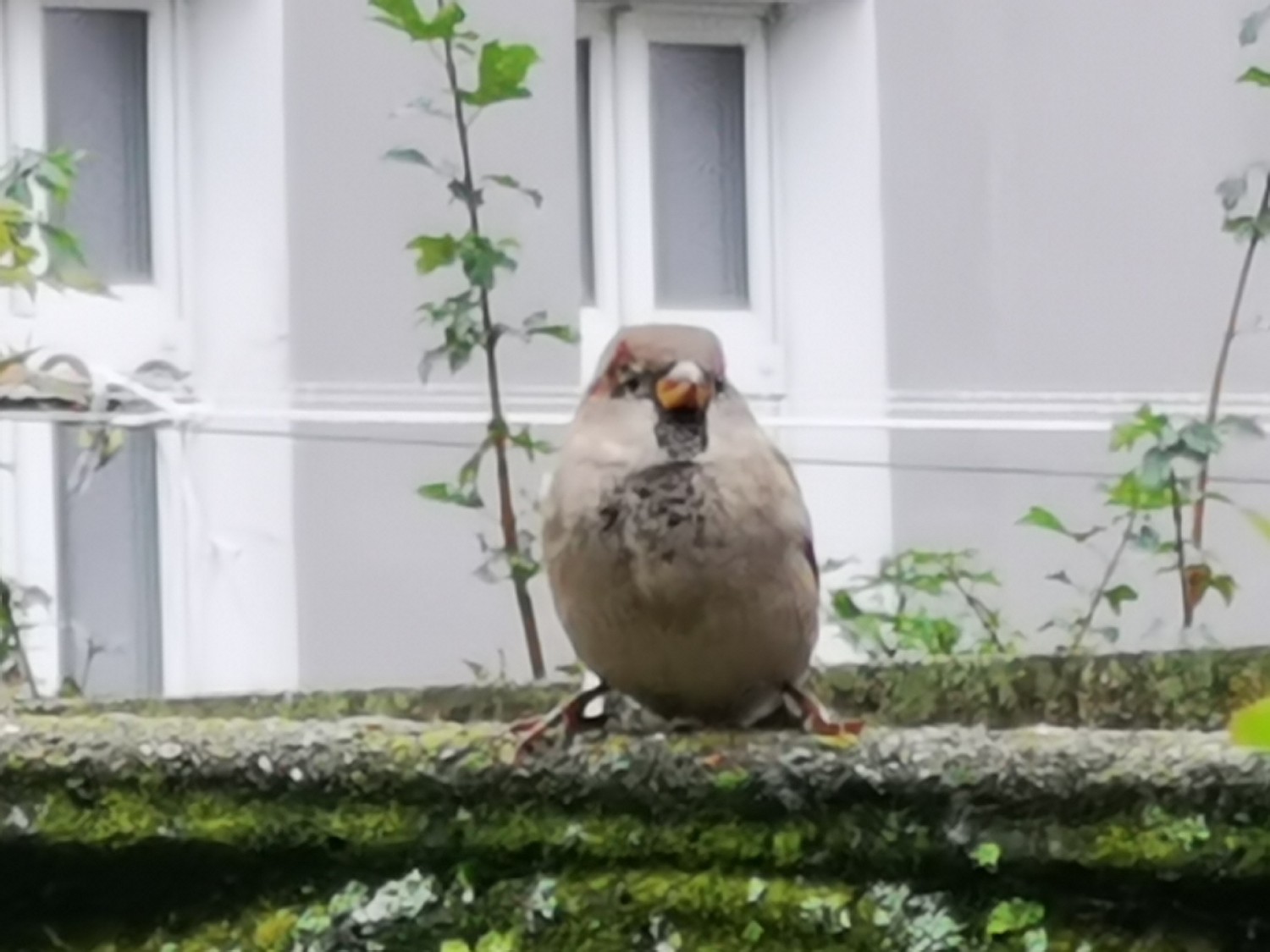 livebirdspoland_23e1292e31d5f2d3add342afa855178d.jpg