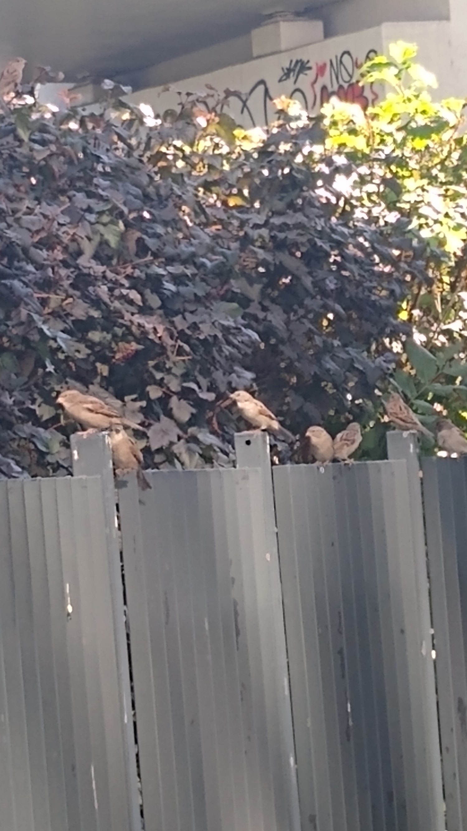livebirdspoland_1366fbb262afd9a77ce24a56ddc0c7ce.jpg