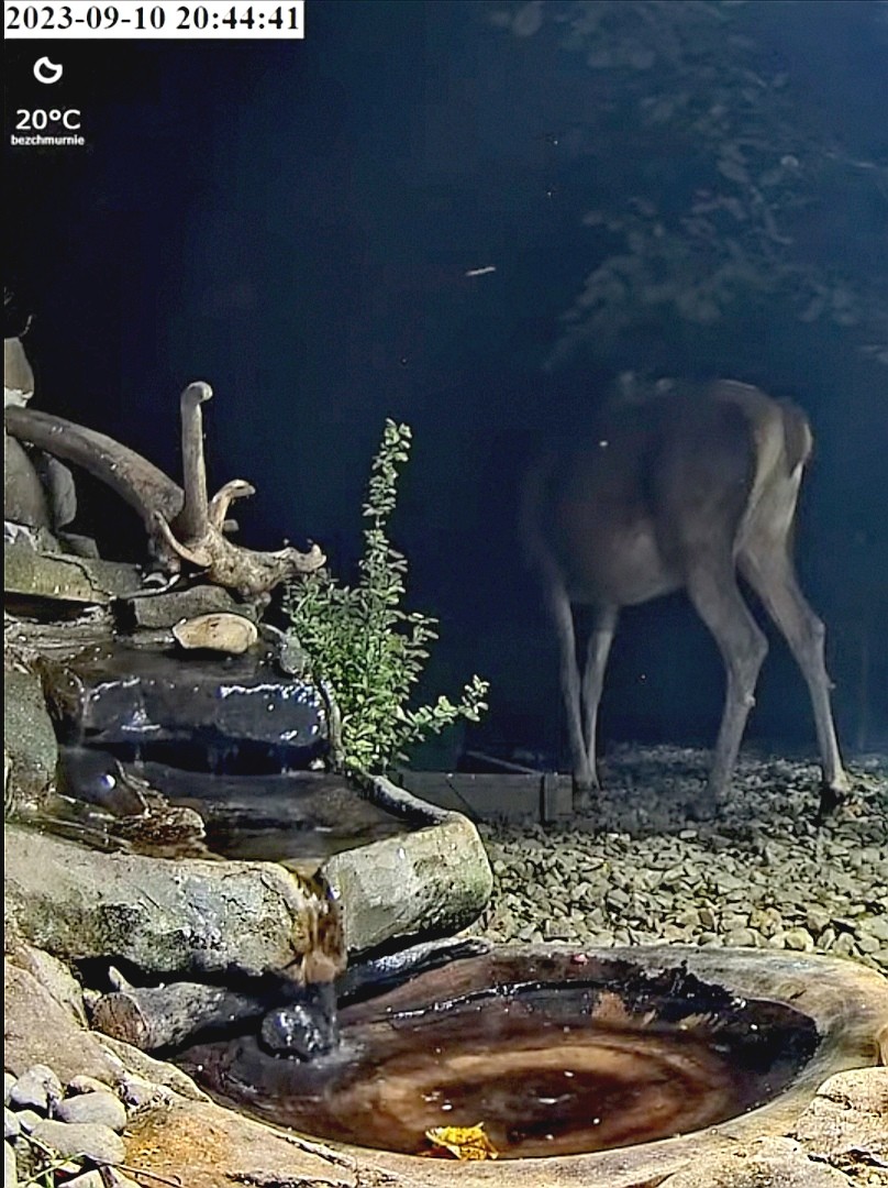 livebirdspoland_dc76e3a557984e36ee2052dc1efd06aa.jpg