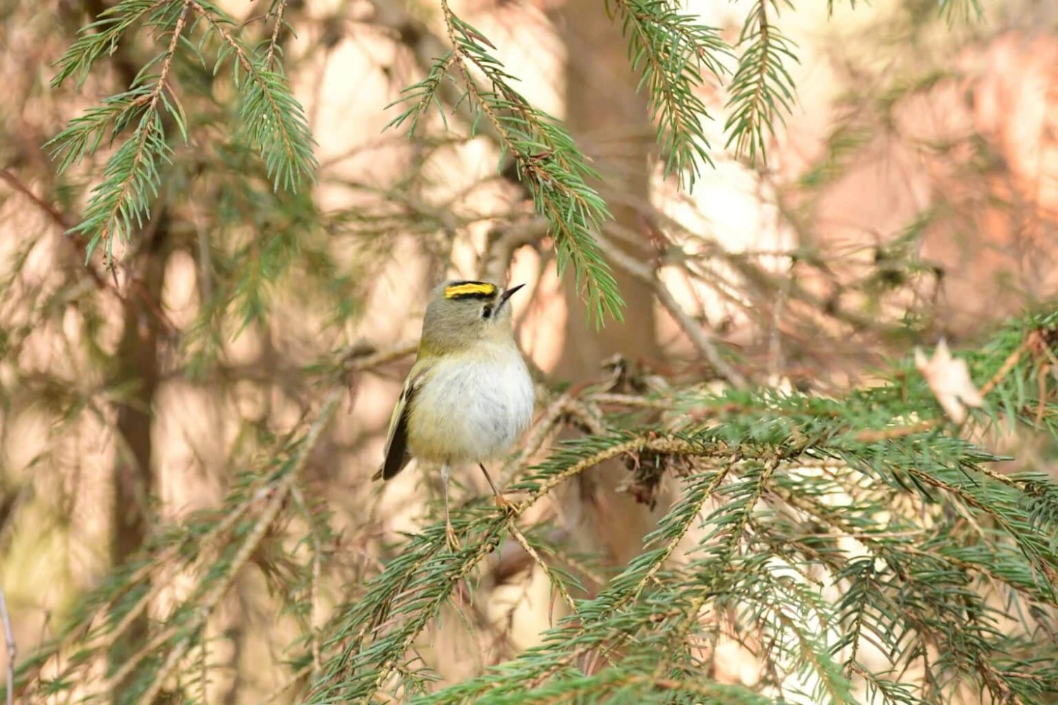 livebirdspoland_06560a0a2cb701ce9cab39e952d79795.png