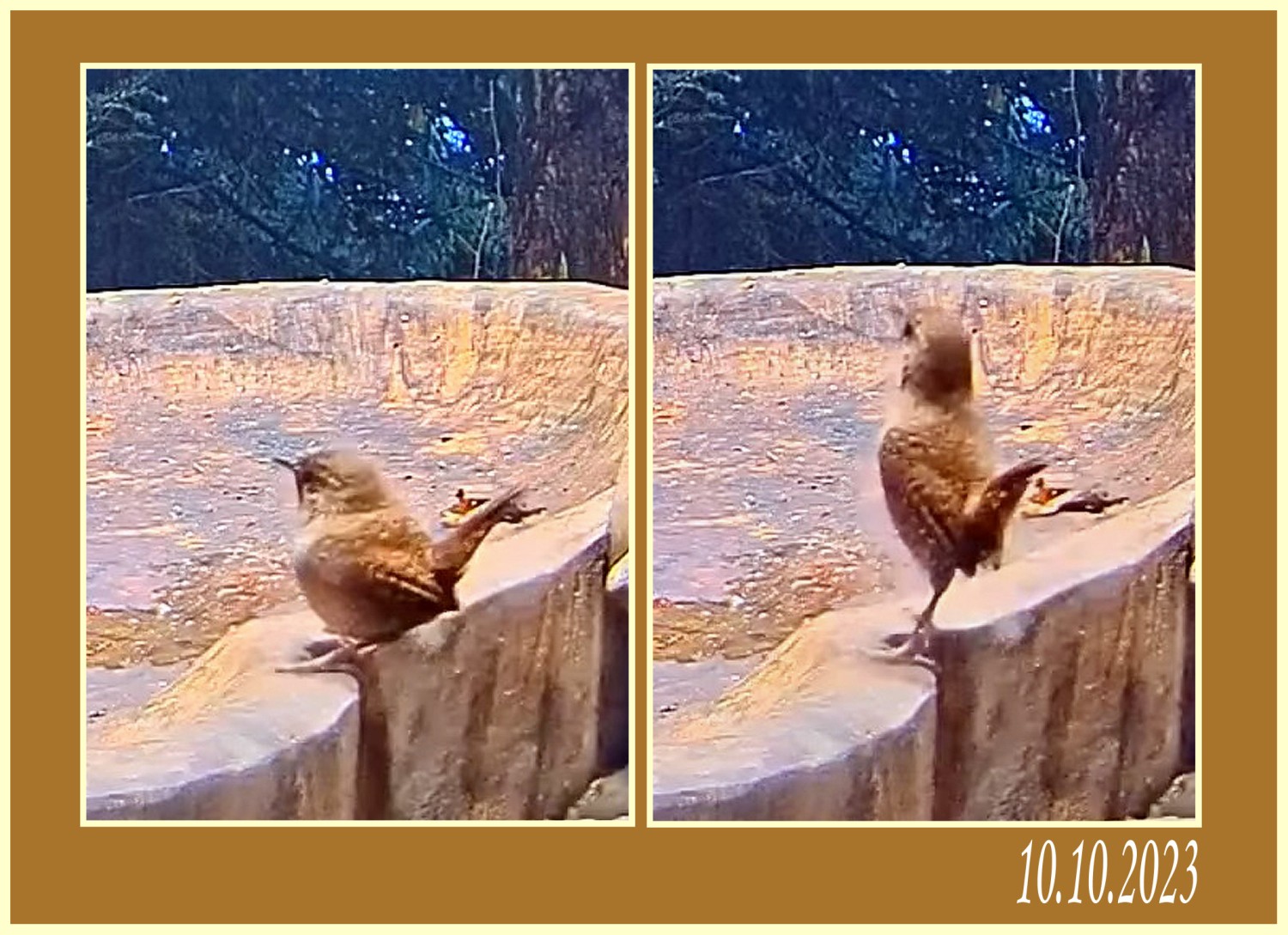 livebirdspoland_457c0590c8852c406e5d2206a1a60a16.jpg