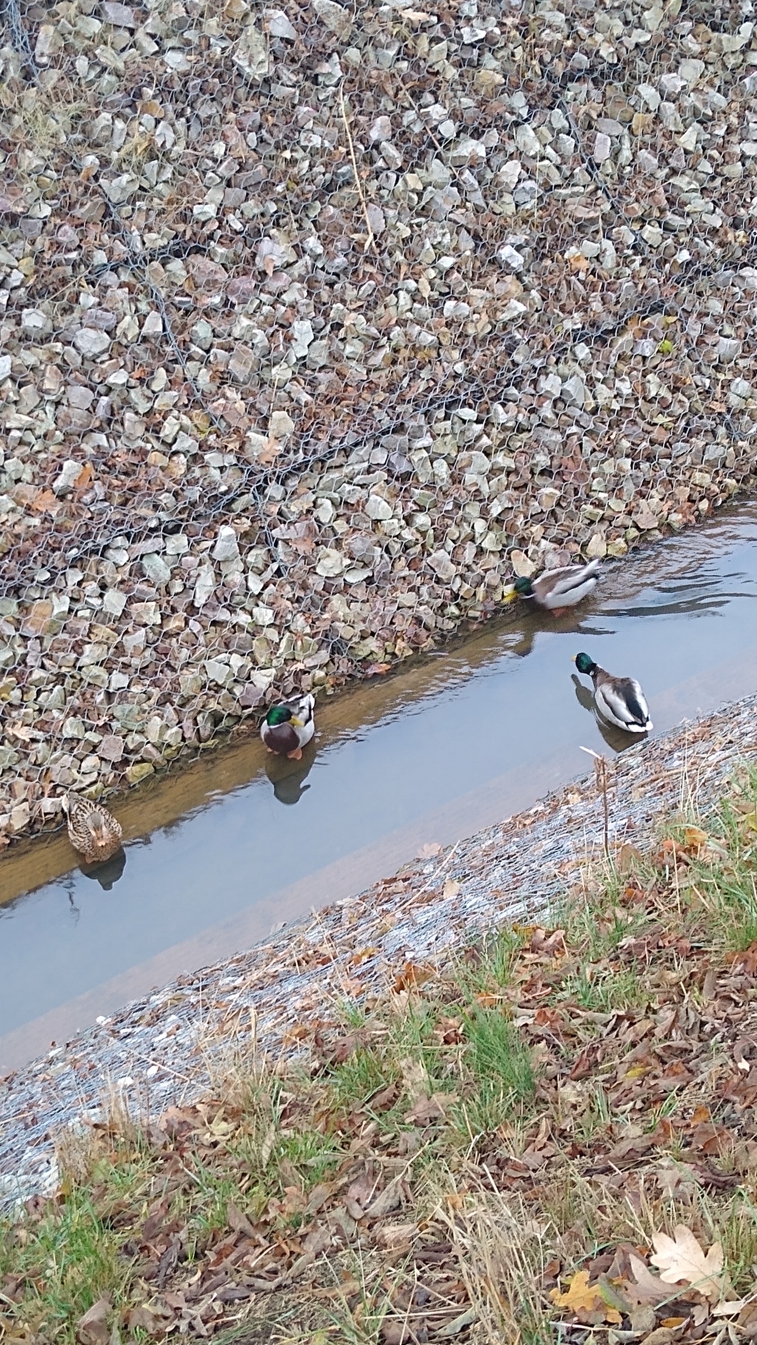 livebirdspoland_bb2f13db786013757c79ac2a8ed447af.jpg