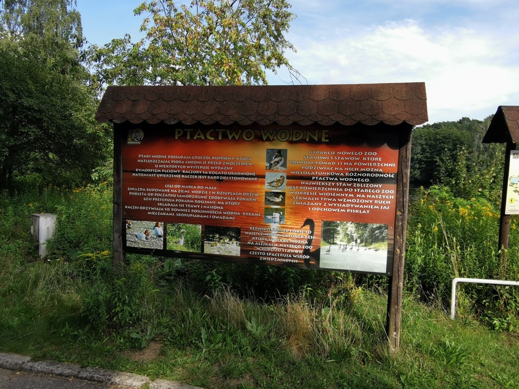 livebirdspoland_862080f5ac35868075202e35366d2aae.jpg