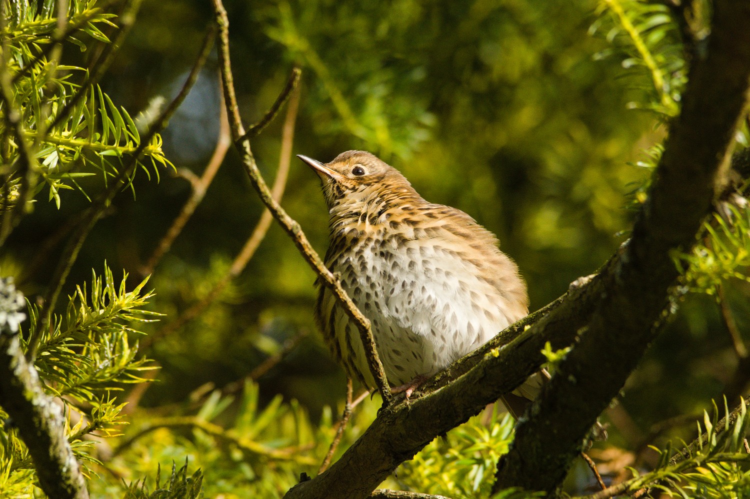 livebirdspoland_fdd52f0a49057814b0a347f0212c52c3.jpg