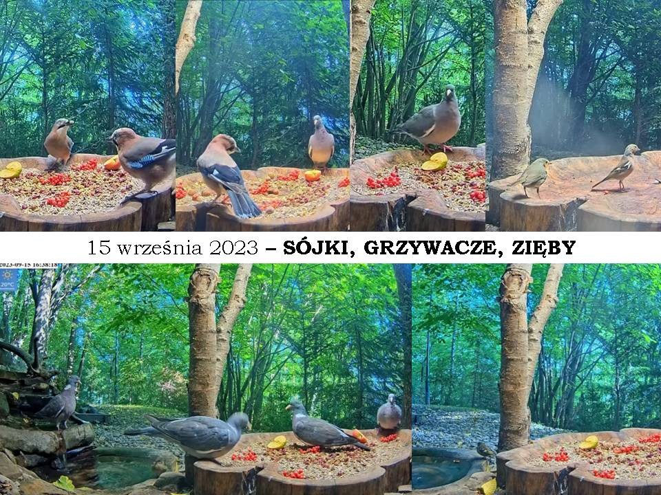 livebirdspoland_e6f06eb493dd598774a6d3f7550edc30.jpg