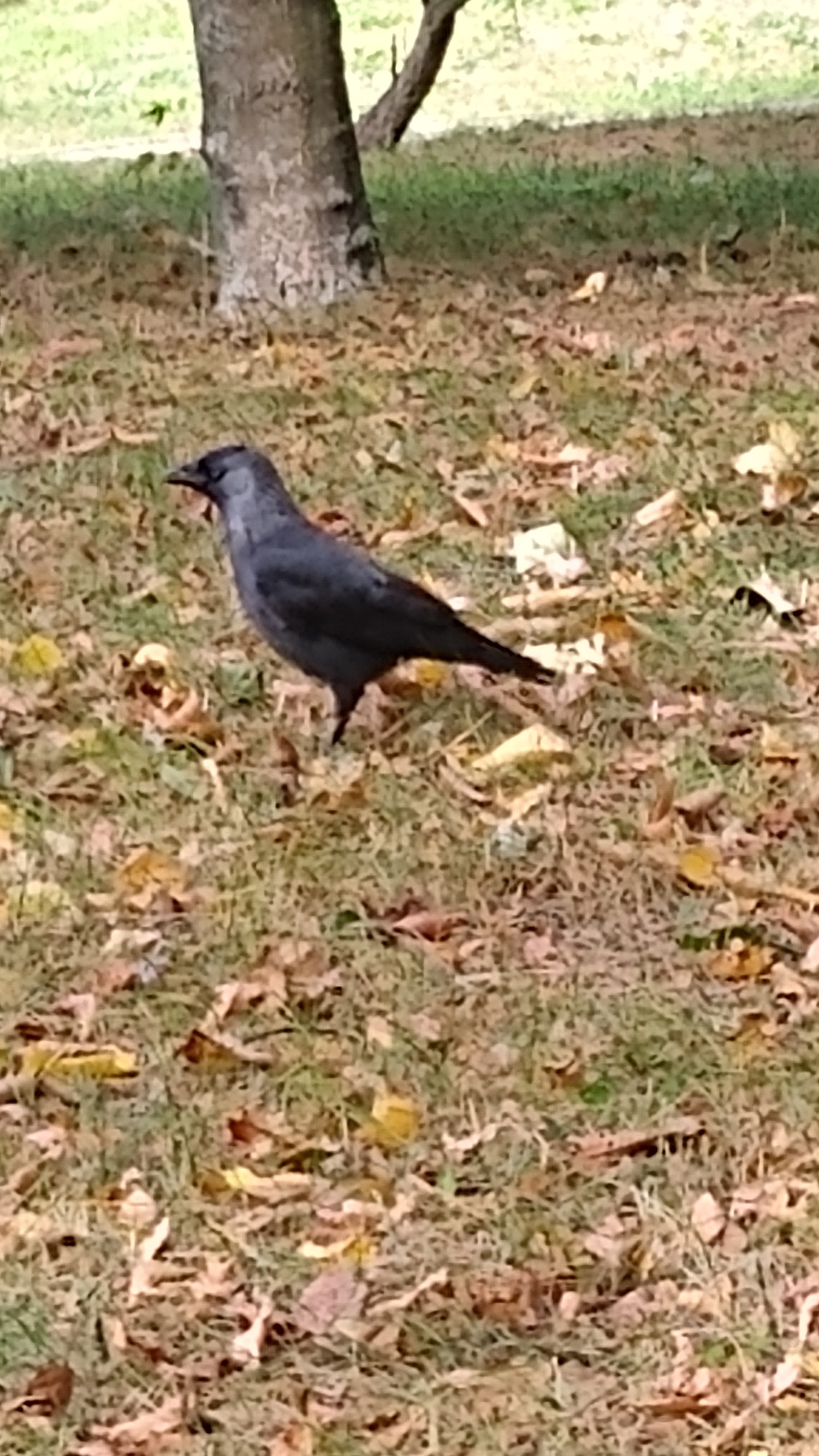 livebirdspoland_2dea2947355fc2438ef3f6f6288b9961.jpg