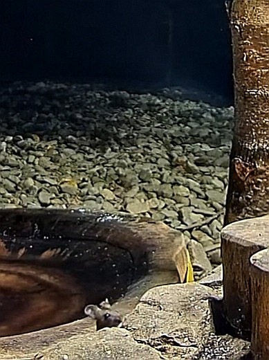 livebirdspoland_143493159b5db4a26ac82603e5f0743f.jpg