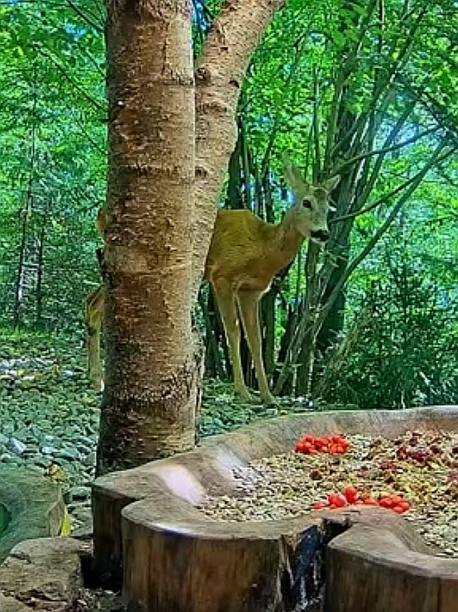 livebirdspoland_6eafeb427e3d7b607fa81d2d7f9b6e8b.jpg
