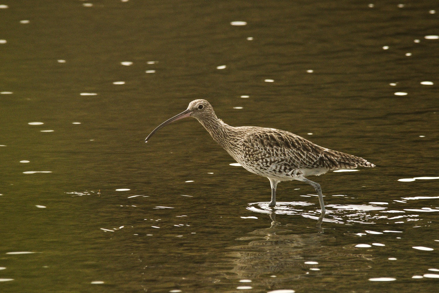 livebirdspoland_5be9322c6863481b04311d48d4a59c1b.jpg