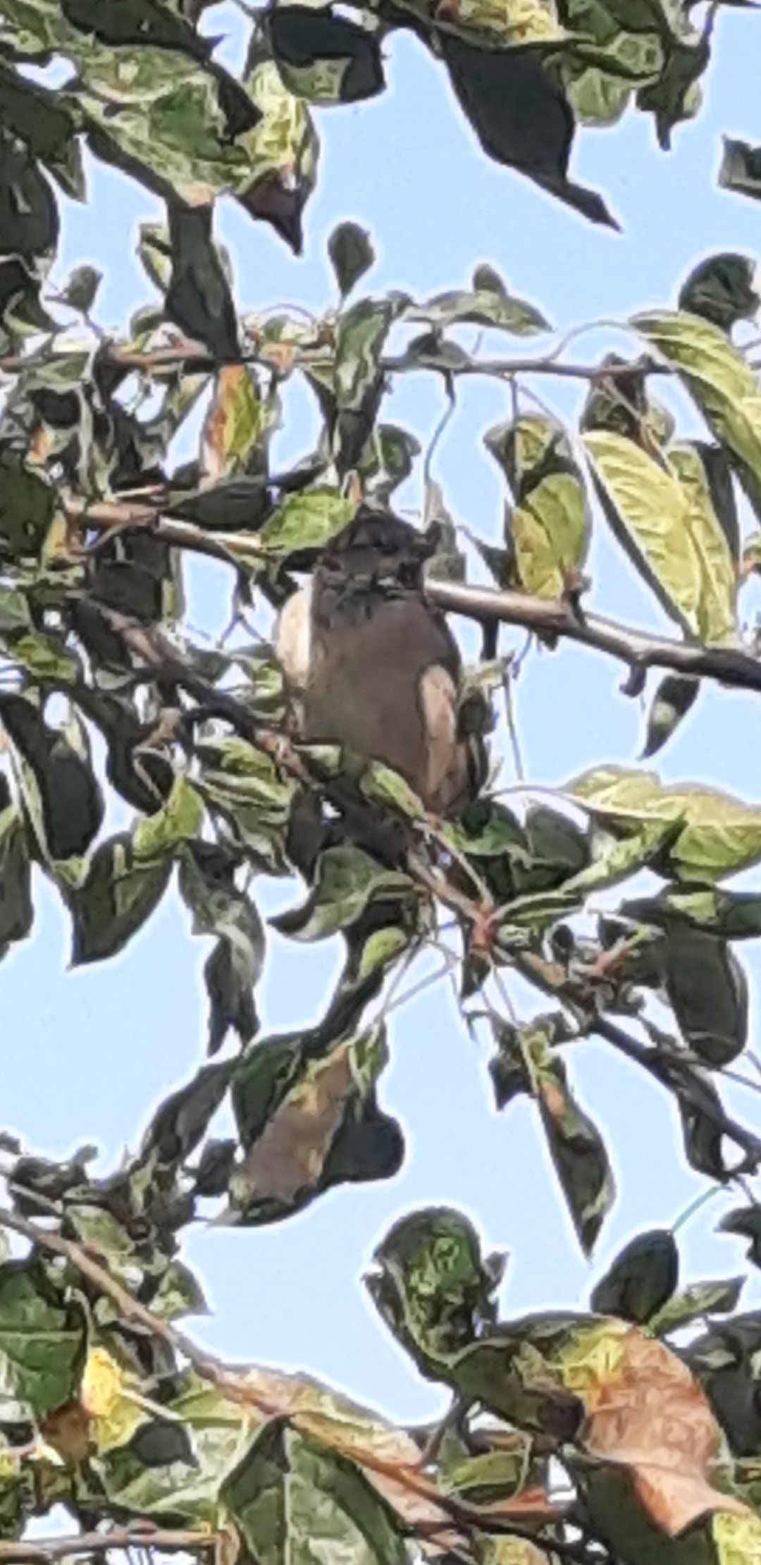 livebirdspoland_8c7be339df87f6bbcbaf8028c8f8cdb7.jpg
