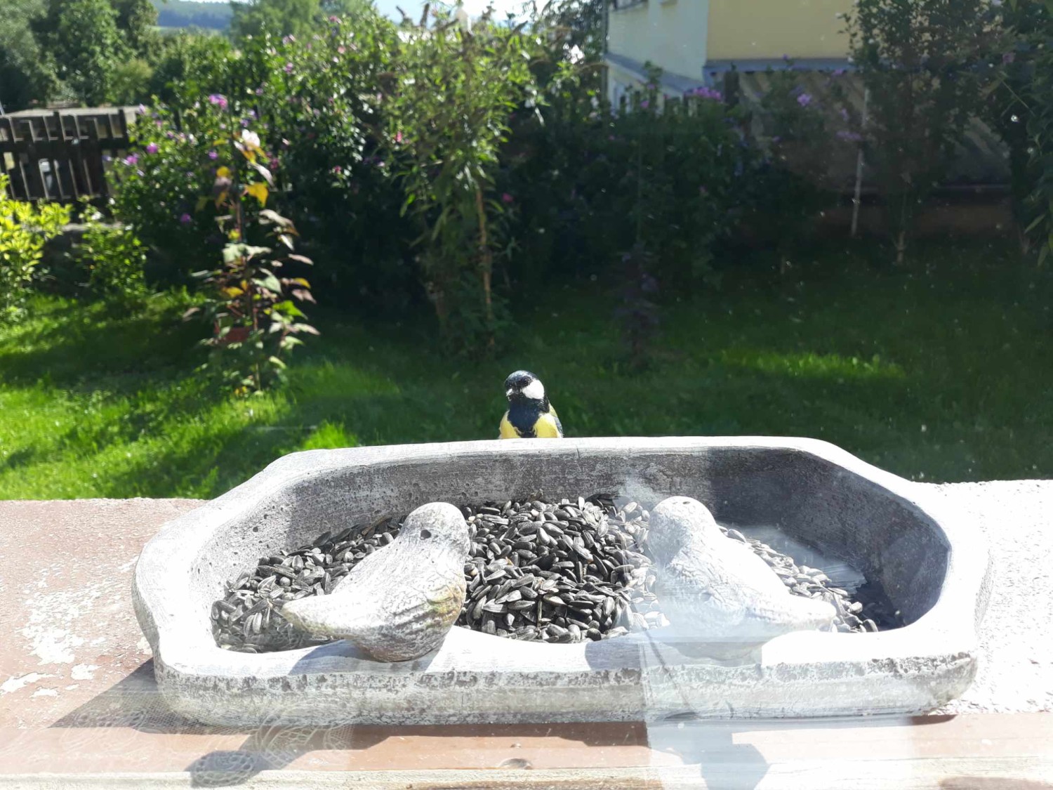 livebirdspoland_9fd874f04a2129bb3cbb8eed0d8a4e0e.jpg