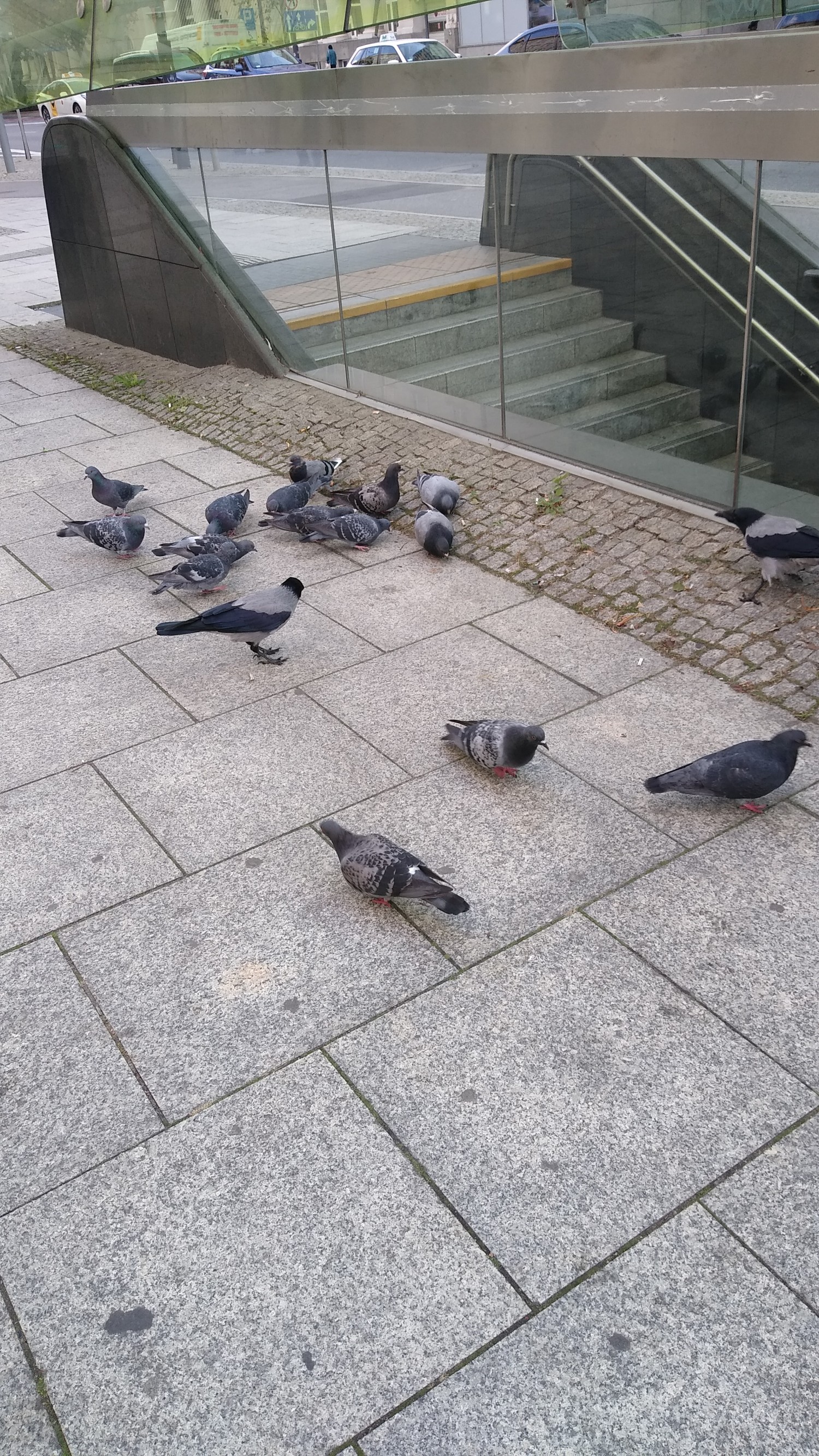 livebirdspoland_feb429240c94c38bf8f0b3f827f9c8b6.jpg