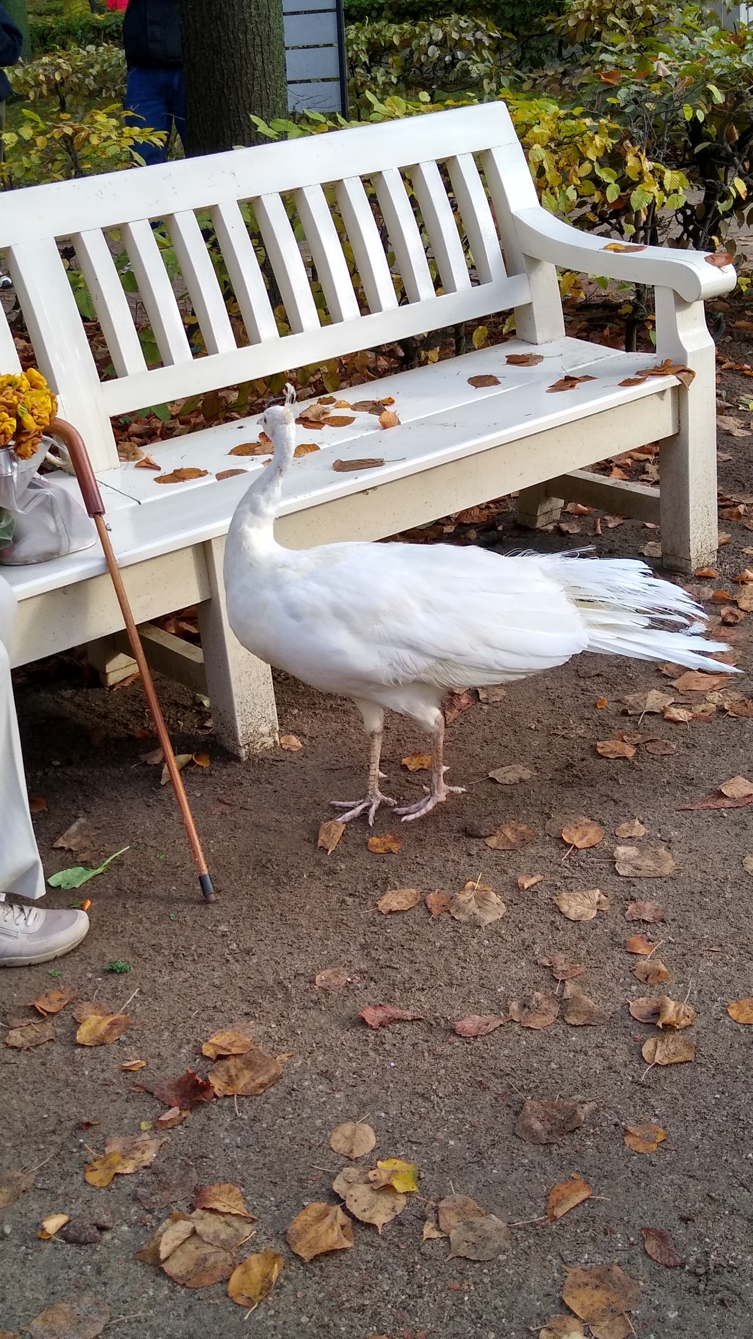 livebirdspoland_9ccb56c1c1f28be3847f4f6643916439.jpg