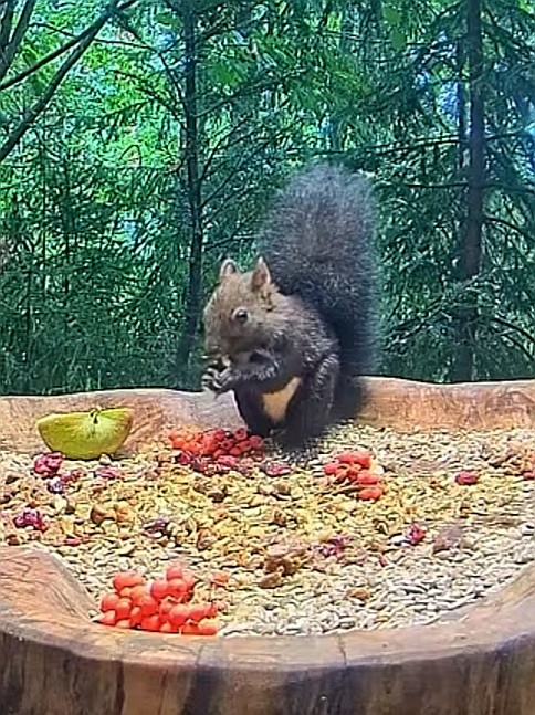 livebirdspoland_1c9a4e7f203448a08ab0aa24a5151071.jpg