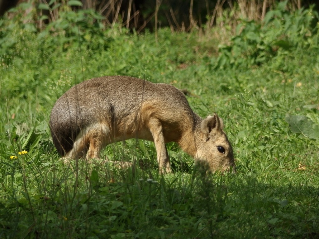 livebirdspoland_7816481fc3ccceda853b8806901e30d0.jpg
