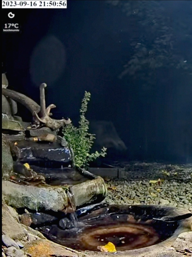 livebirdspoland_b4cad643babaf088f4b4249179e891f2.jpg