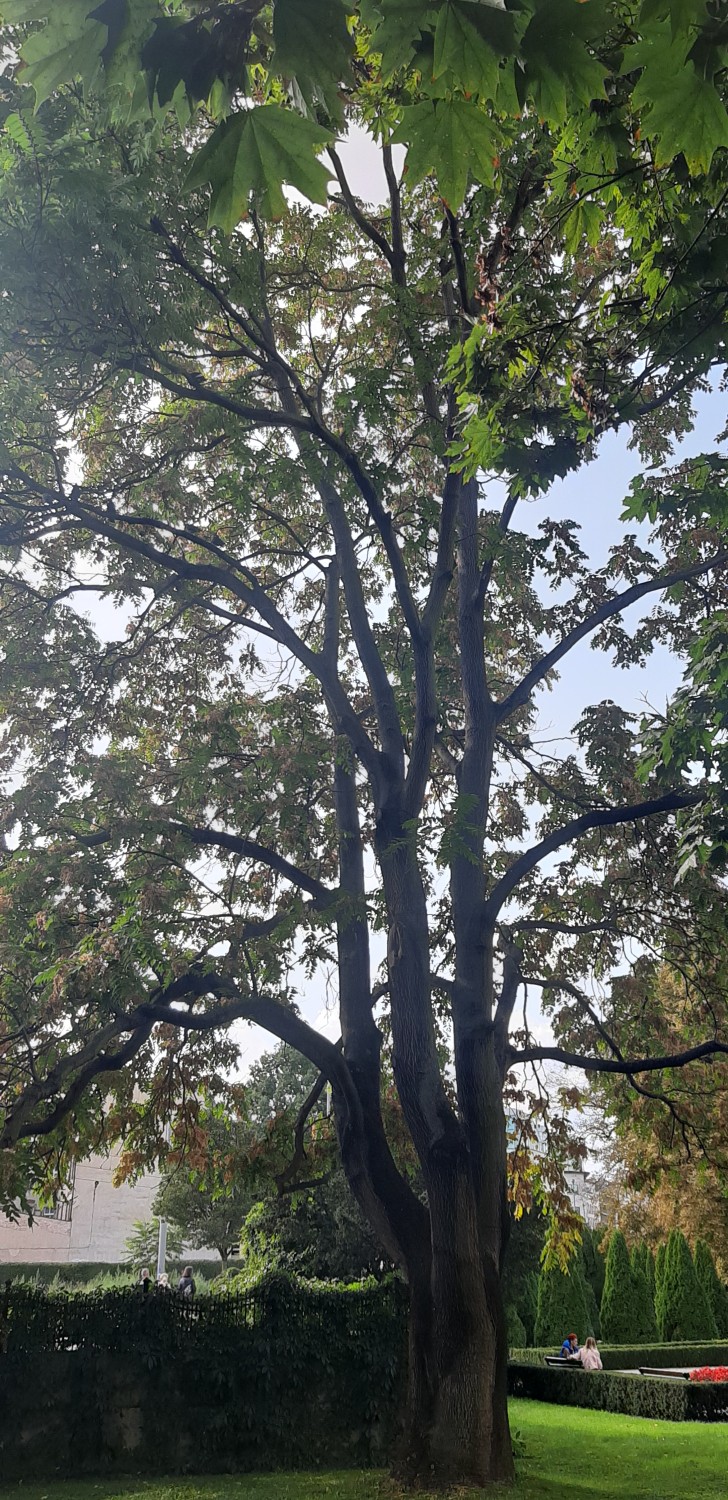 livebirdspoland_399a374562b672de941e765b02ed44ba.jpg