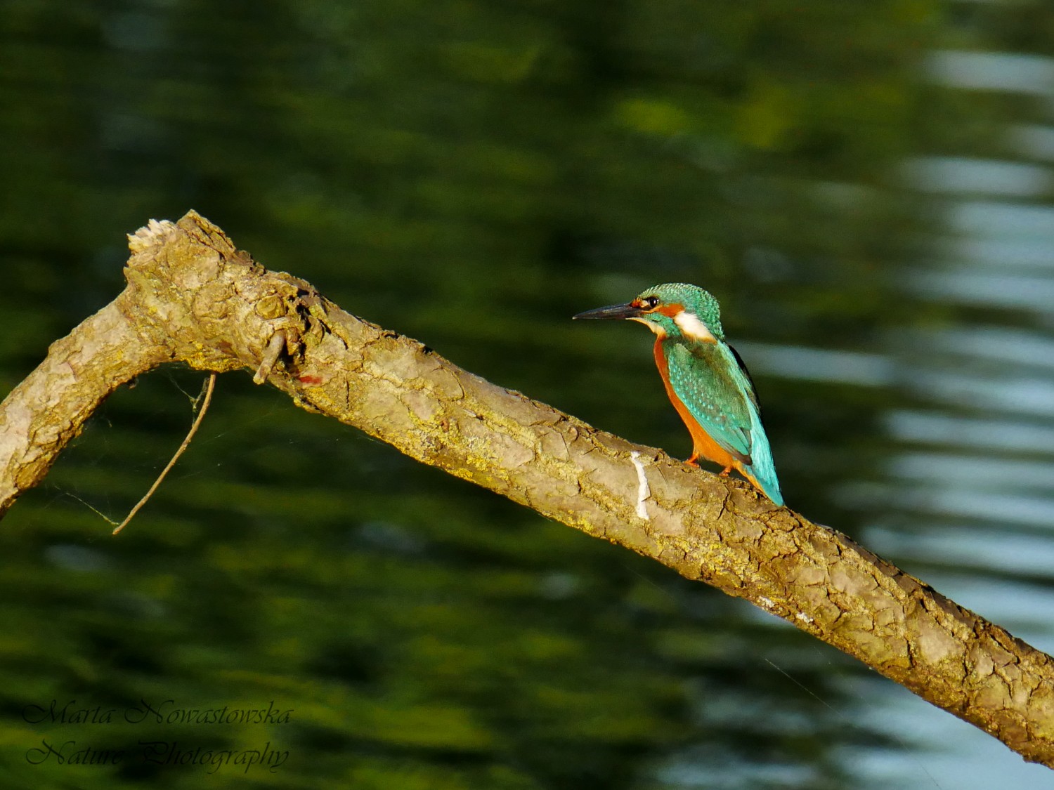 livebirdspoland_dac3d331202e2a0c74cb0a51096b5d39.jpg
