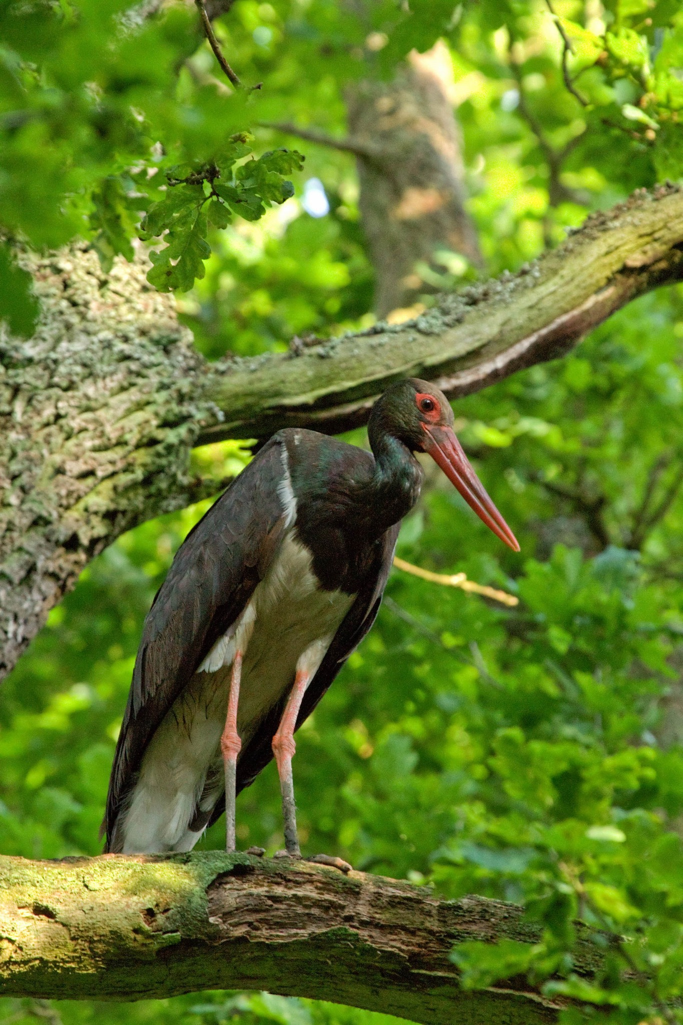 livebirdspoland_621cdd1781b5002e54d5c2349e41eeaf.png