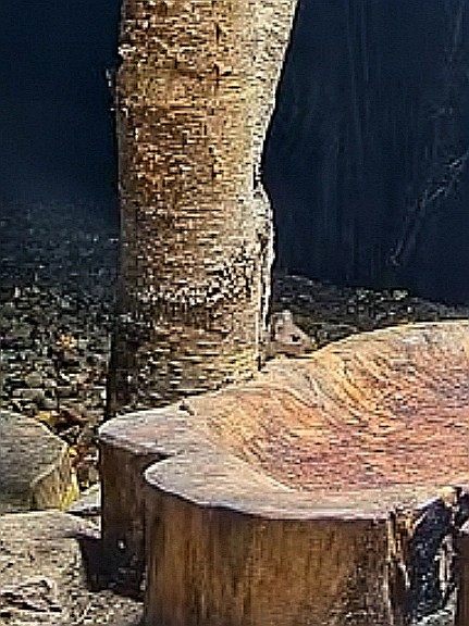 livebirdspoland_ab6e284d2f6eedd0e75c1ede9b3e8a53.jpg