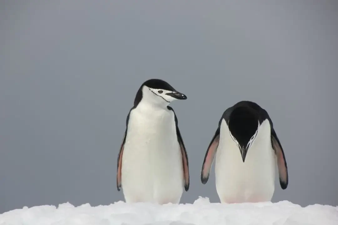 livebirdspoland_c5c93afe8eb152d8050a5fc94b5a7507.webp