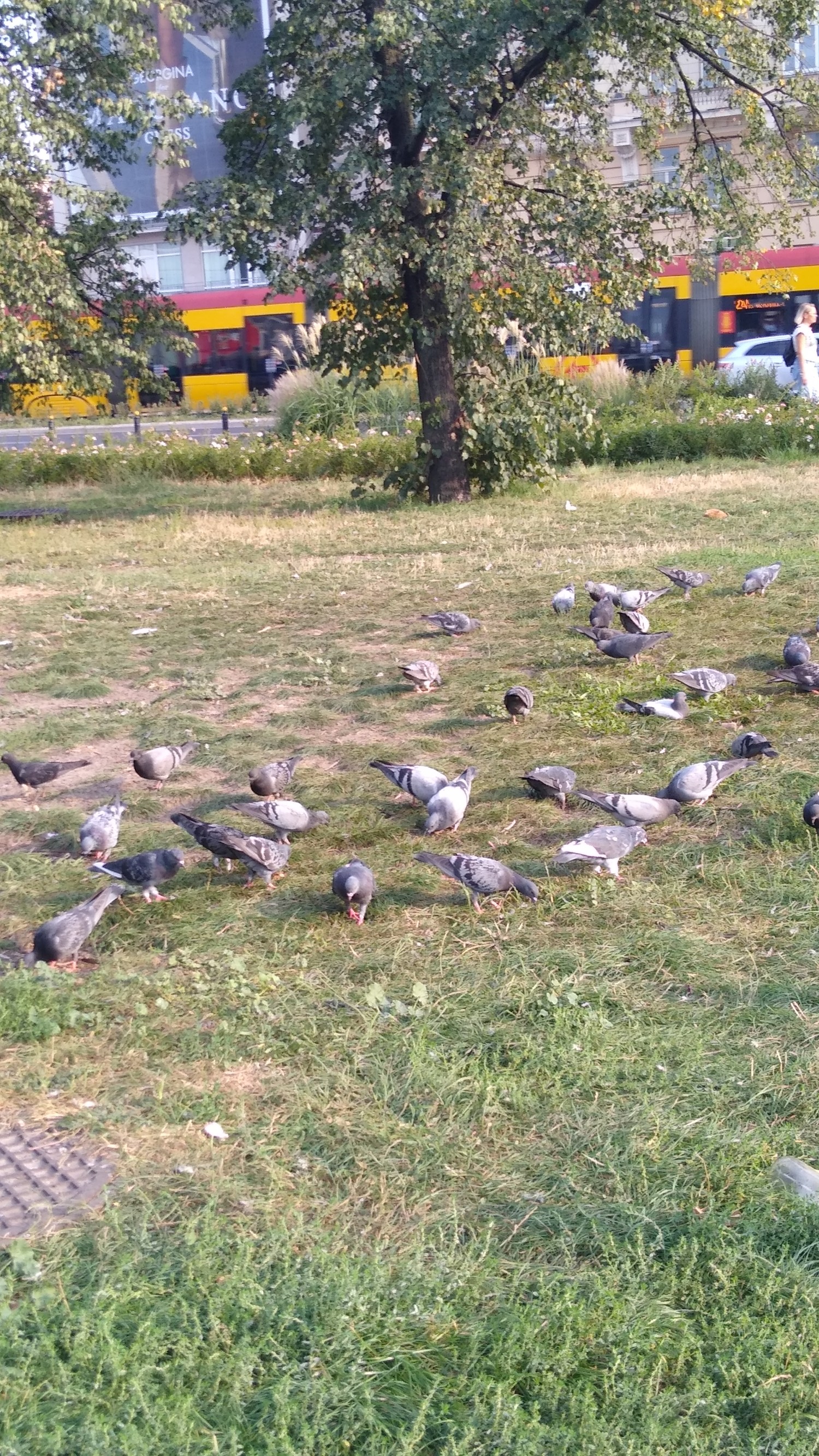 livebirdspoland_1f0d87dc2ae9d7c5596b628ecd115a55.jpg