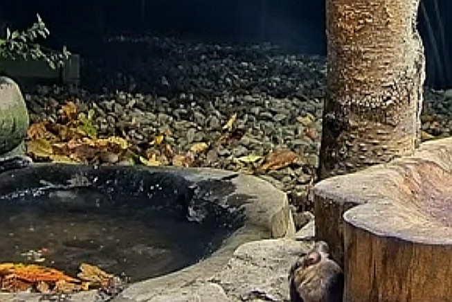 livebirdspoland_a5d92f638b6243b0d50e7534b6588adc.jpg