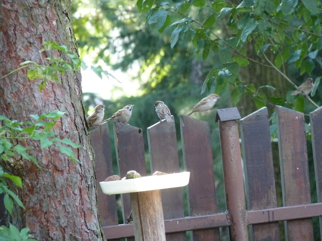 livebirdspoland_305ccd7c85d6f8ceff3d40c2a3c23466.jpg