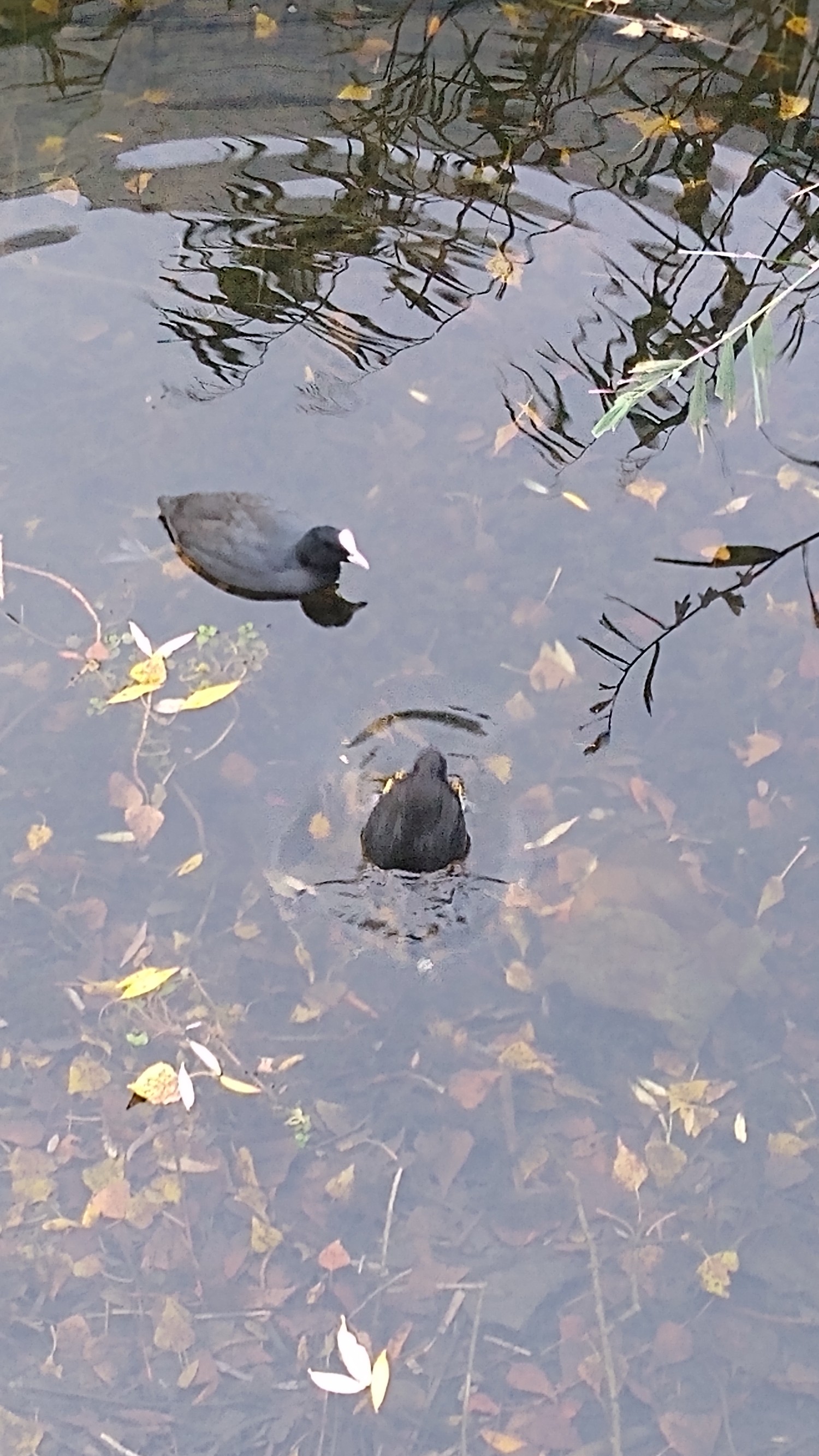 livebirdspoland_a1a365a1d2fad53420272e7418b2842f.jpg