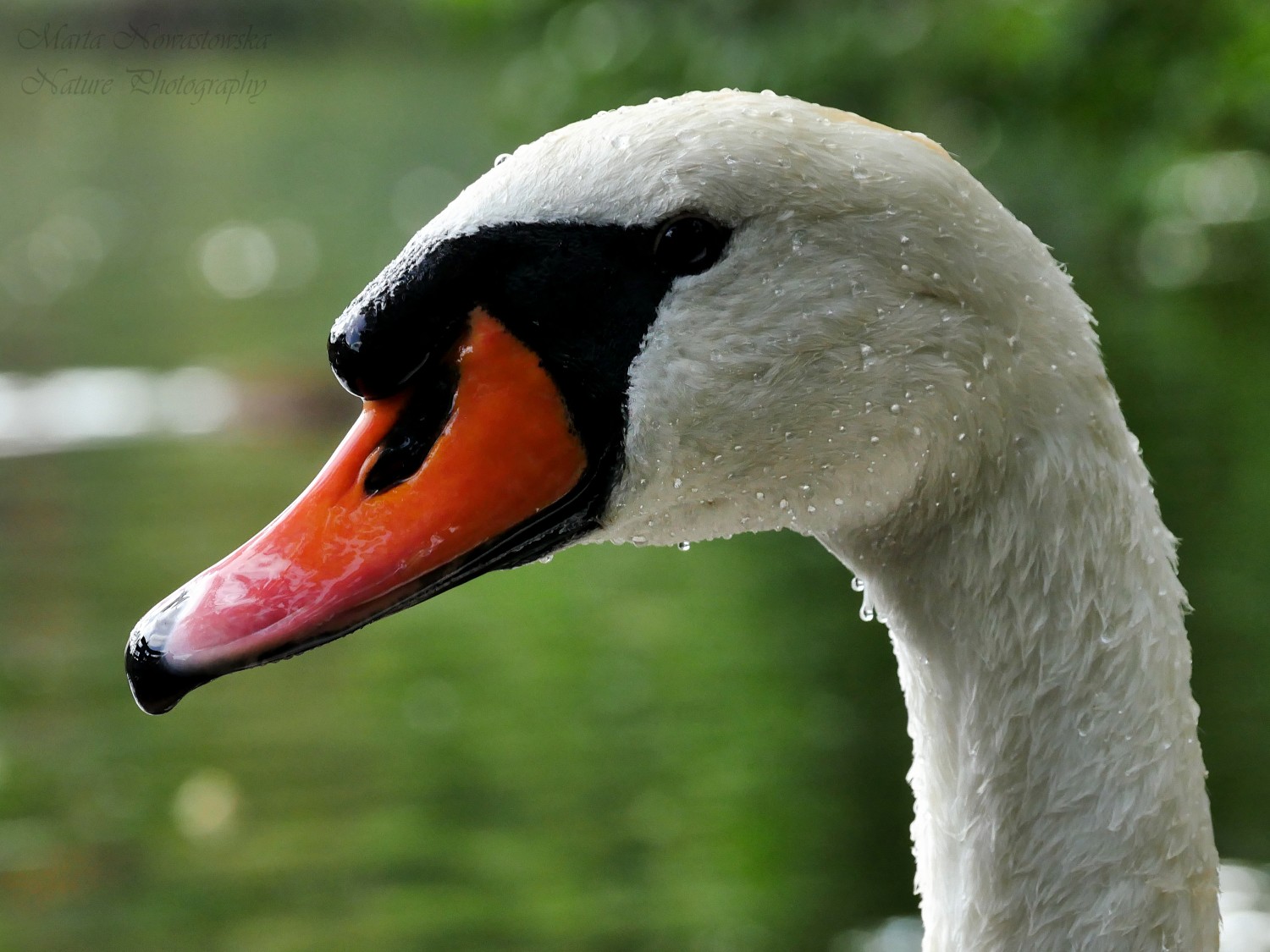 livebirdspoland_c5a862ed3581d7ef72667eae0aa0f1b0.jpg