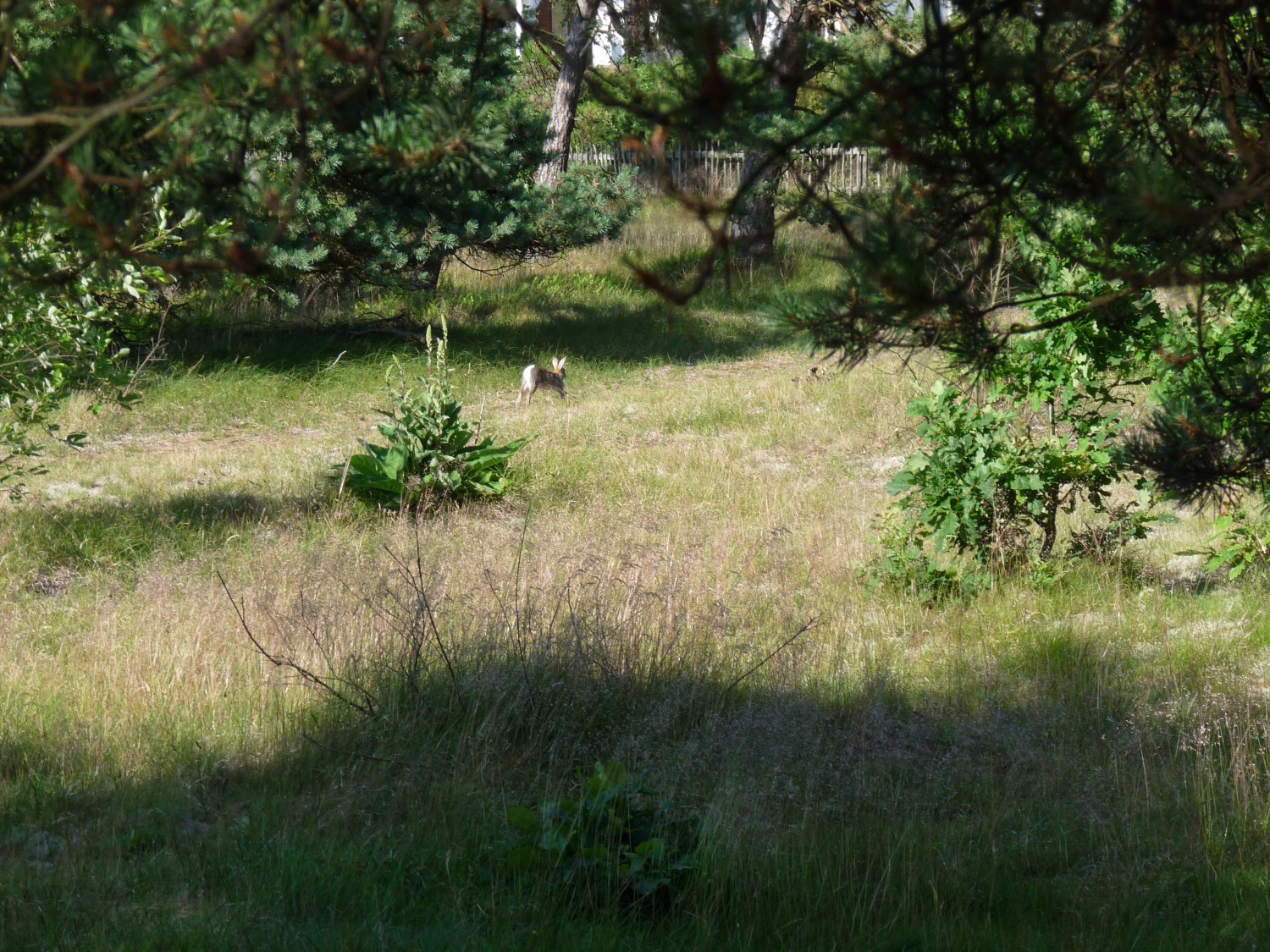 livebirdspoland_3e2f25a635ce9cb900c82d91f26ab5b3.jpg