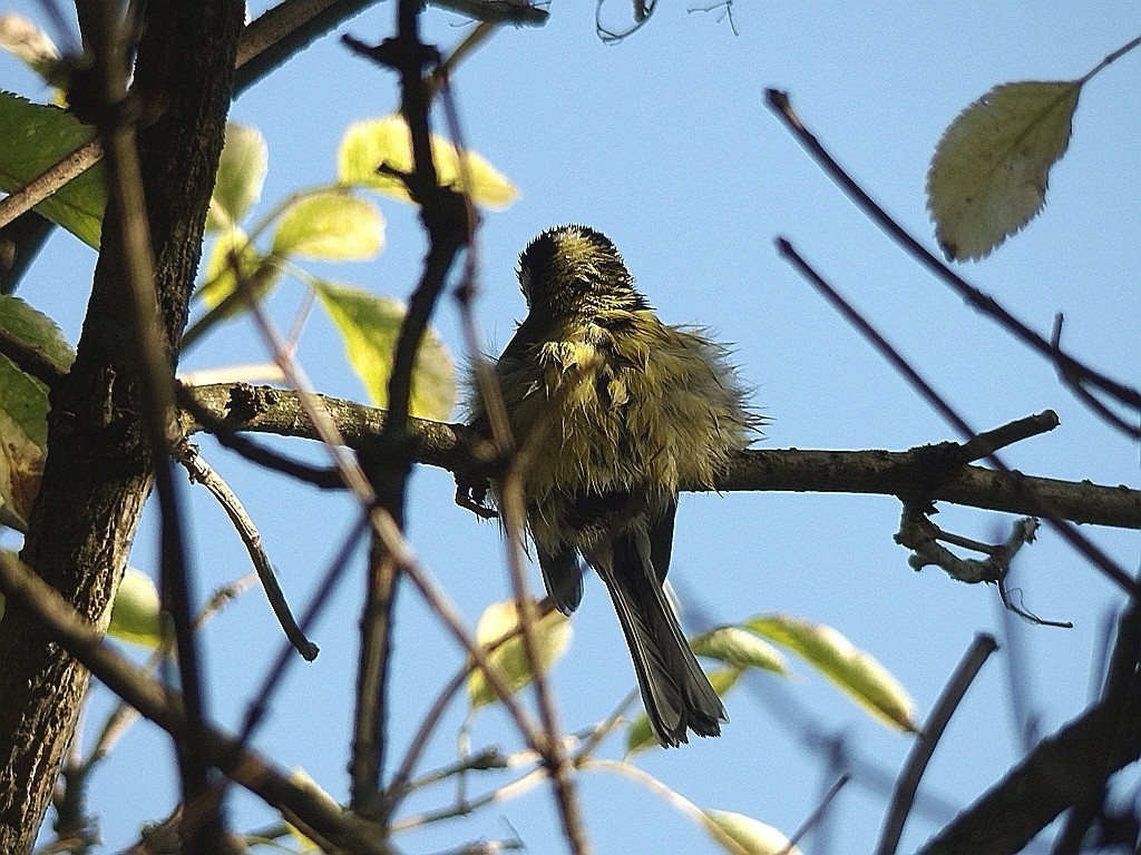 livebirdspoland_0974823f3e0ed610e57fc2637d2f73a7.jpg