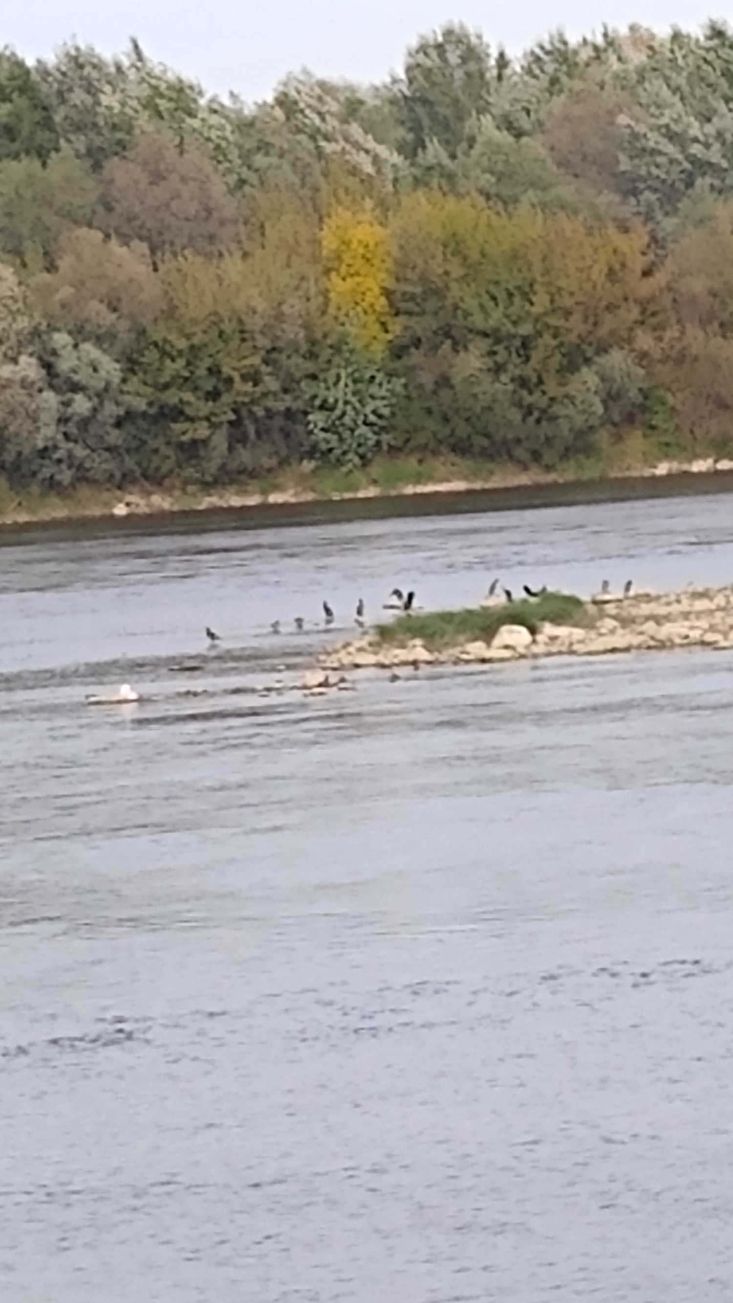 livebirdspoland_4b6df1c976fa72d4c430975141dacd22.jpg