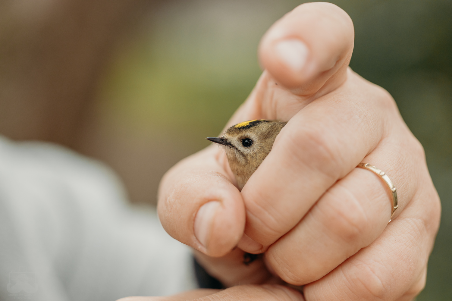 livebirdspoland_59d35cb735a473165dd3654df4c2fe5d.png