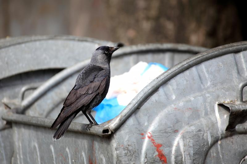 livebirdspoland_7b42df5b2ff2fac603847dc6d79c37ba.png
