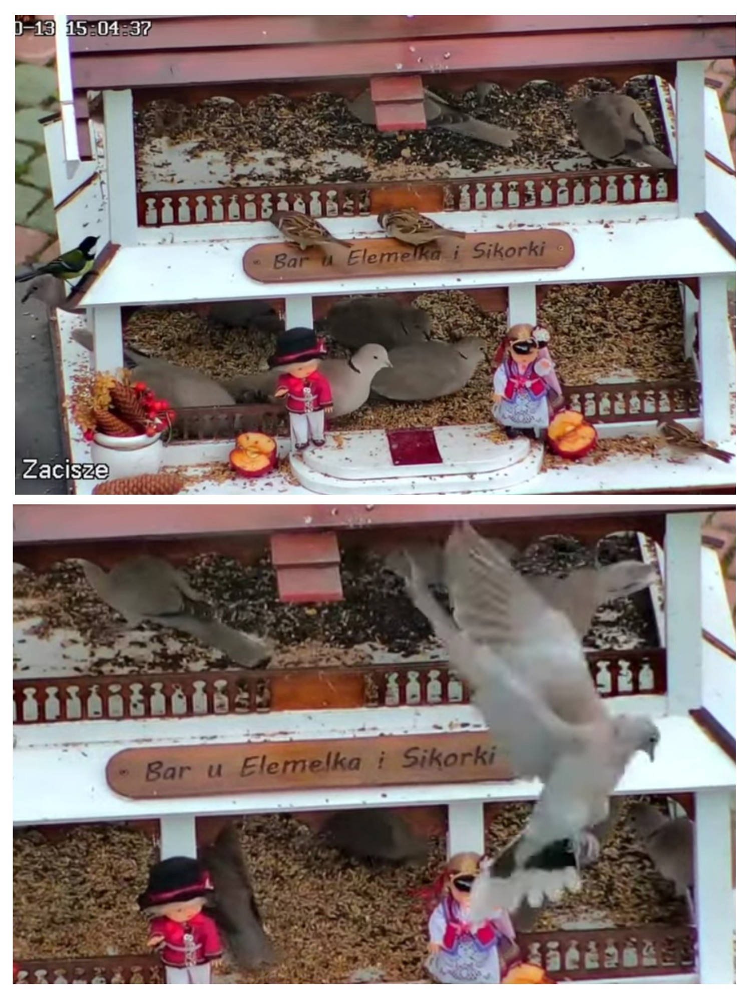livebirdspoland_2c2189065333791a311e1471771a1099.jpg