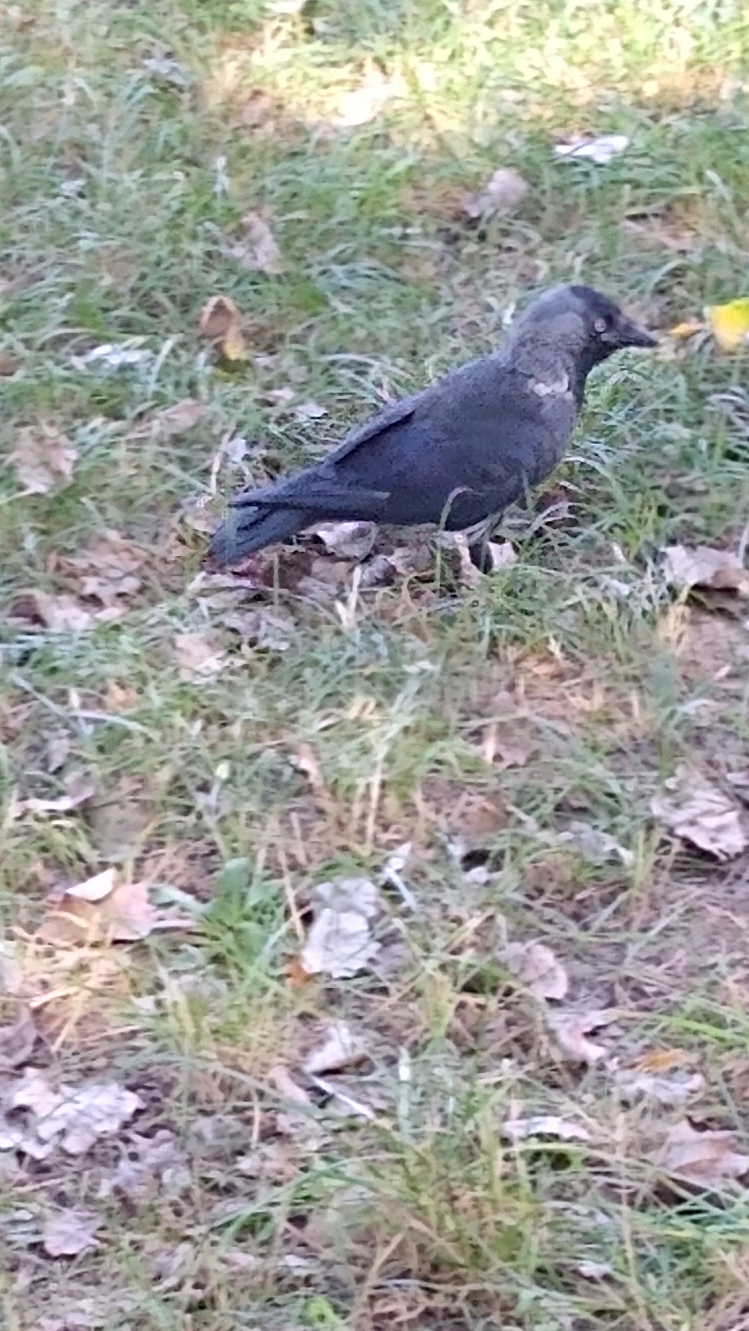 livebirdspoland_eb44d3829f781e6df7bb11a690b1bb1c.jpg