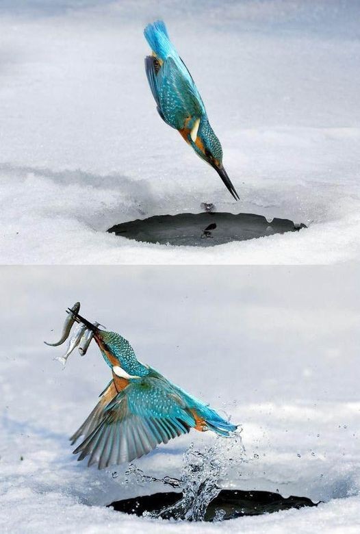 livebirdspoland_c0187ba3ddbe51c25403bc58cf495256.jpg
